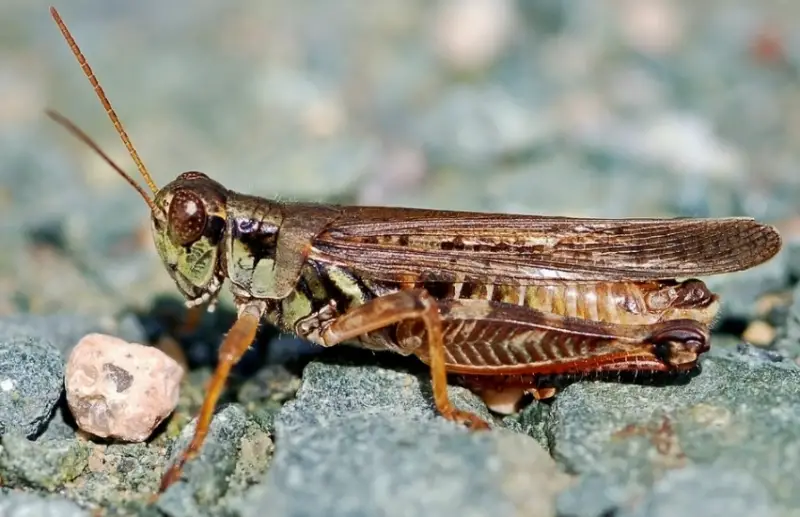 Grasshopper Species in Florida