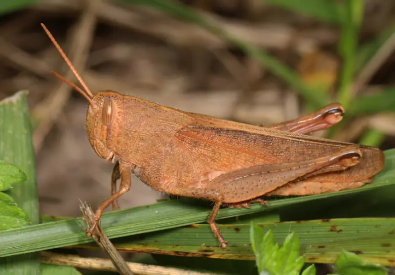 Grasshopper Species in Florida