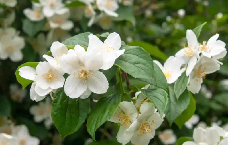 Types of White Flowers