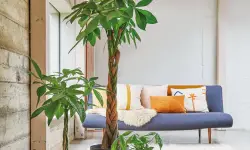 Money Tree Plant Care and Growing Tips for Healthy Growth