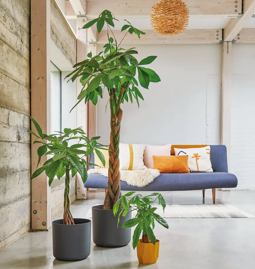 Money Tree Plant