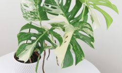 Monstera Albo Care and Growing Guide with Ultimate Tips