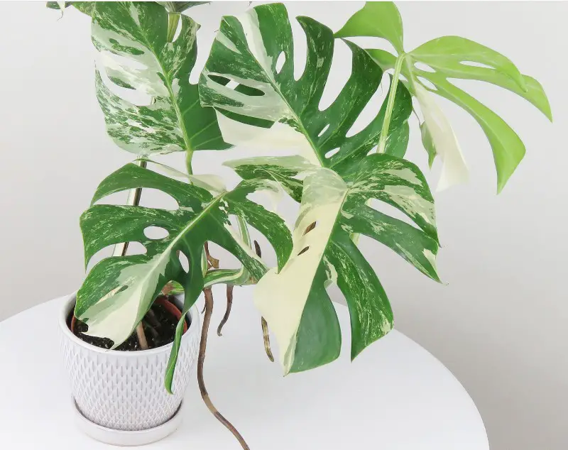 Monstera Albo