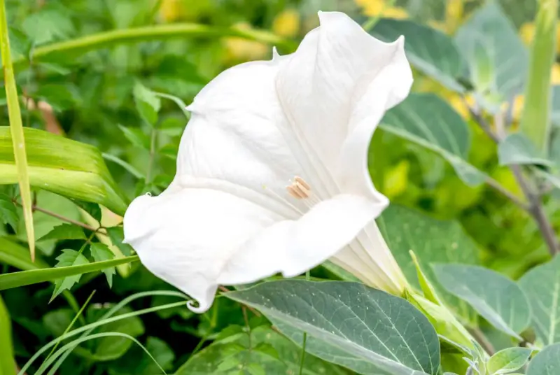 Types of White Flowers