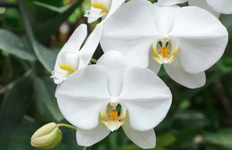 Types of White Flowers