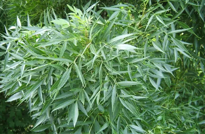 Ash Tree Leaves