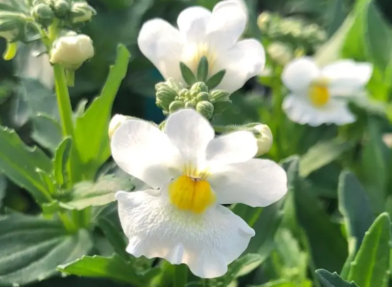 Types of White Flowers