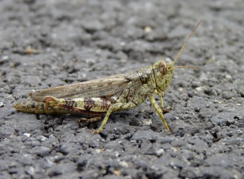 Grasshopper Species in Florida