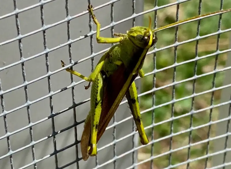 Grasshopper Species in Florida