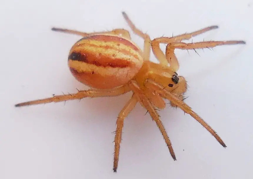 37 Tiny Red Spider Species (Pictures and Identification)