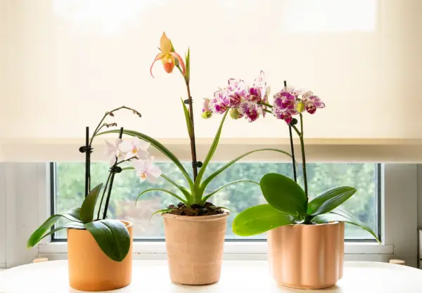 Orchid Care