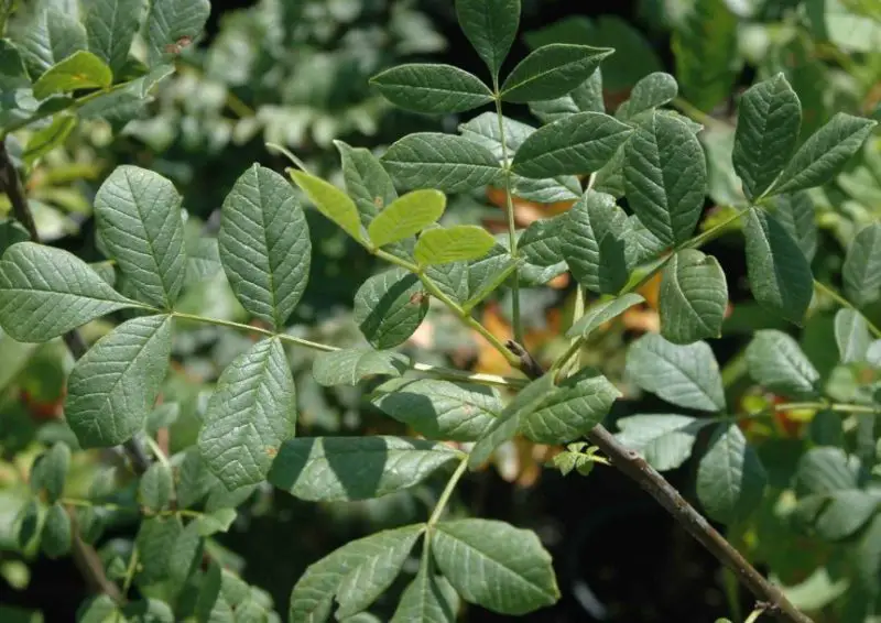 Types of Ash Trees