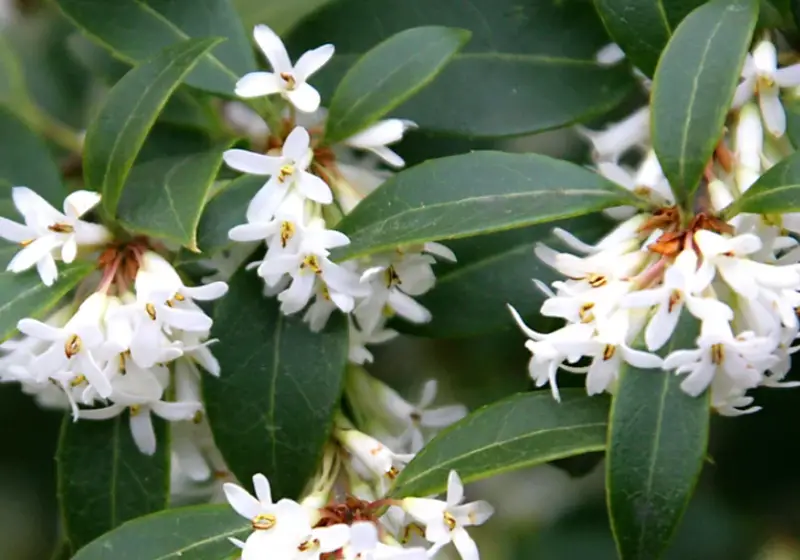 Types of White Flowers