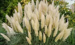 Pampas Grass Care and Growing Guide (Most Detailed)