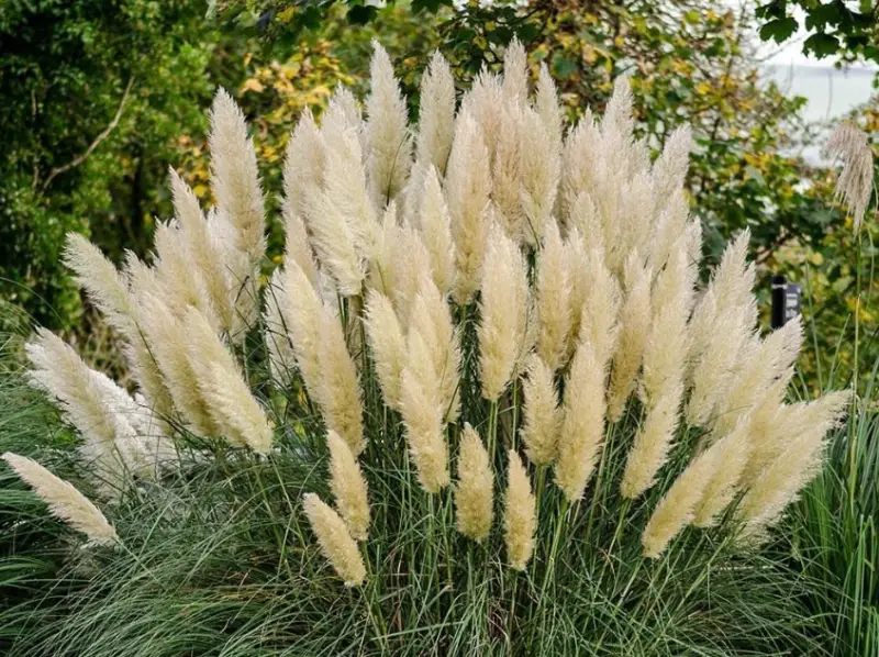 Pampas Grass