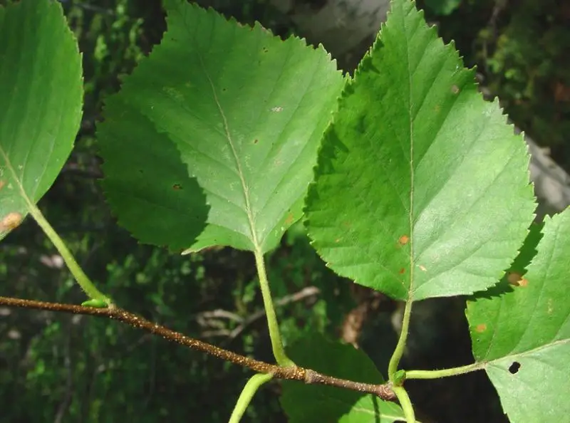 Birch Tree Leaves