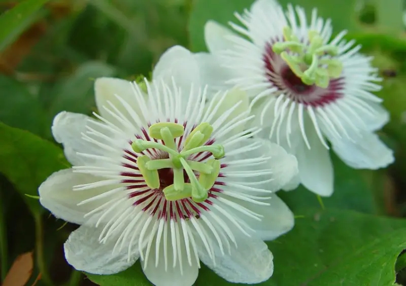 Types of White Flowers