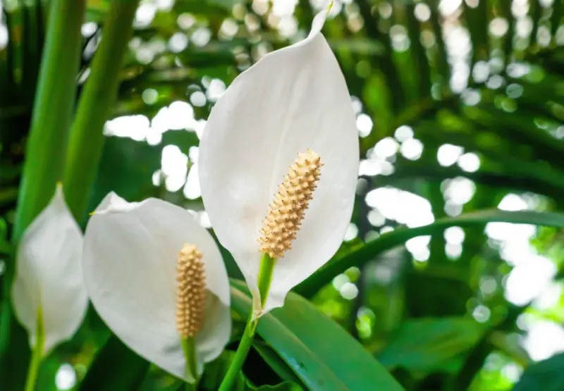 Types of White Flowers