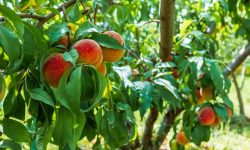 Peach Tree Care and Growing Guide (Most Detailed)