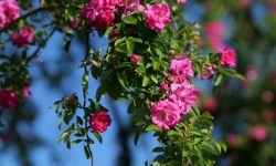 Peggy Martin Rose Care and Growing Guide (Most Detailed)