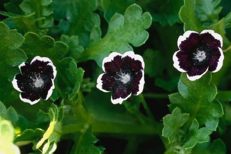 black flower