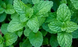 Peppermint Plant Care and Growing Guide with Ultimate Tips