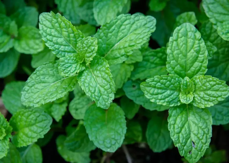 Peppermint plant