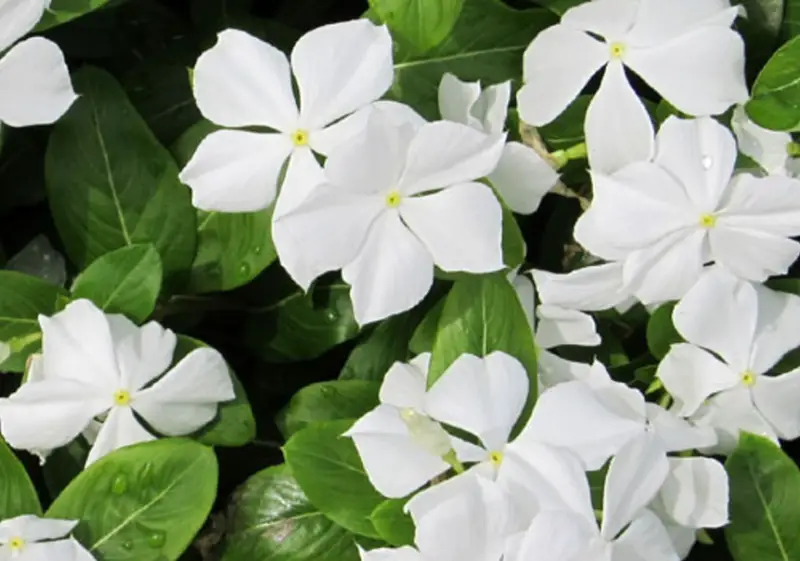 Types of White Flowers