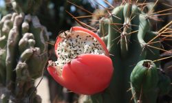 Peruvian Apple Cactus Care and Growing Guide (Most Detailed)