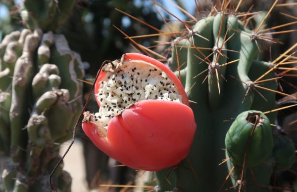 Peruvian Apple Cactus