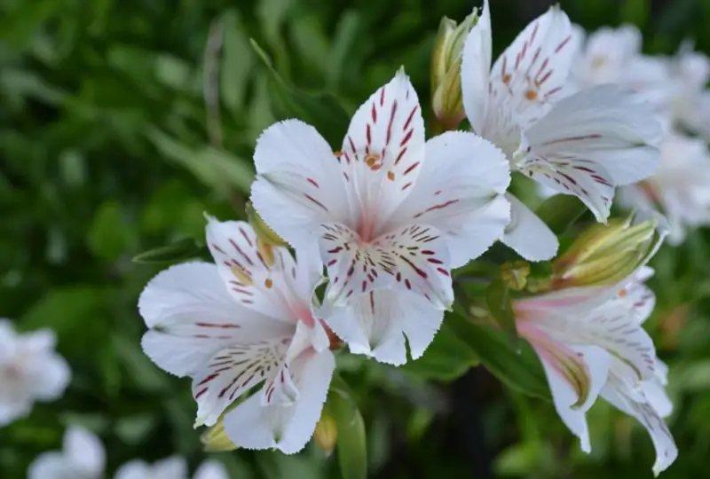 Types of White Flowers