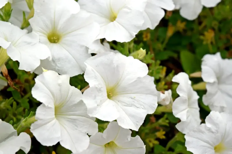 Types of White Flowers