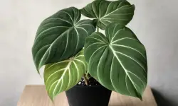 Philodendron Gloriosum Care and Growing Guide (Most Detailed)