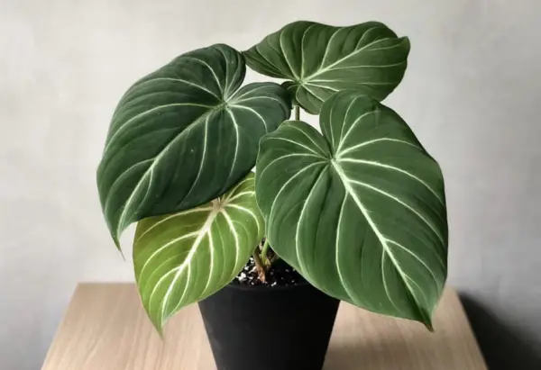 Philodendron Gloriosum