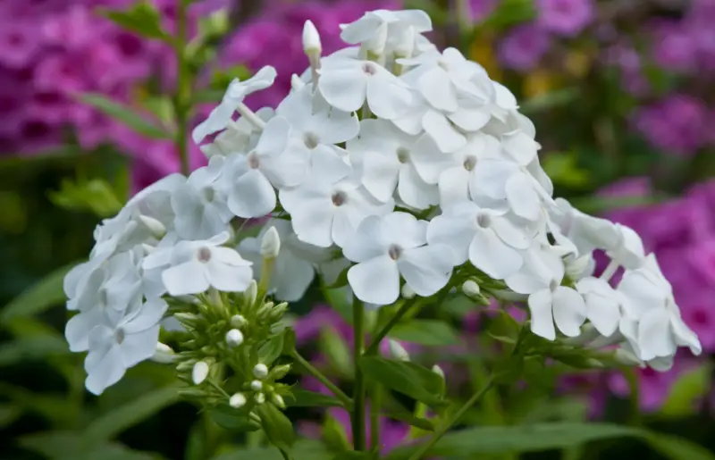 Types of White Flowers