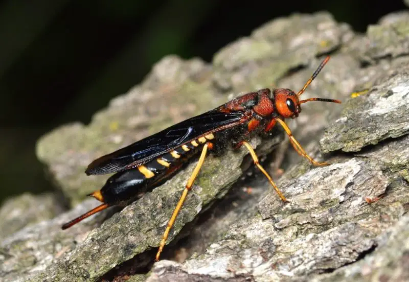 Red and Black Bugs