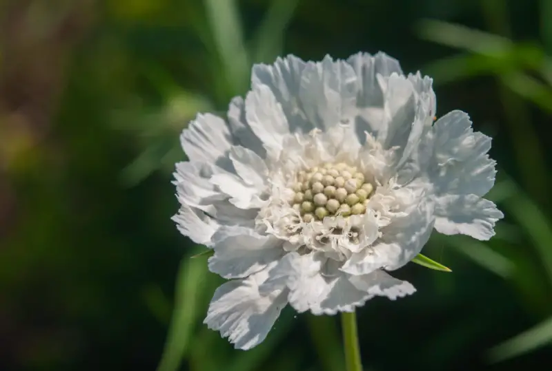 Types of White Flowers