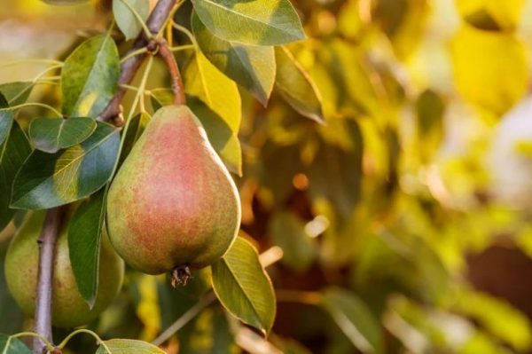 Types of Pear Trees