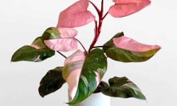 Pink Princess Philodendron Care and Growing Guide with Top Tips