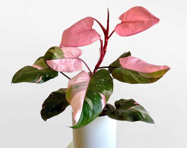 Pink Princess Philodendron