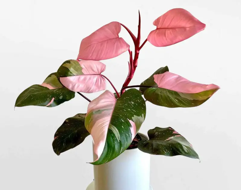 Pink Princess Philodendron