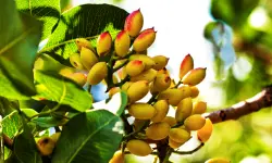 Pistachio Tree Care and Growing Guide with Ultimate Tips