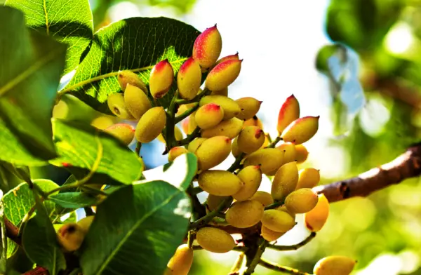 Pistachio Tree