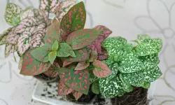 Polka Dot Plant Care and Growing Guide with Ultimate Tips