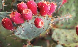 Prickly Pear Cactus Care and Growing Guide with Top Tips