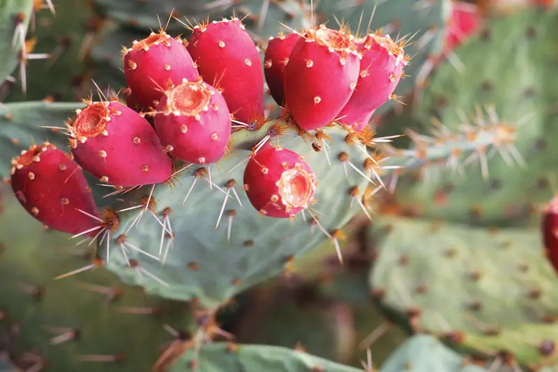 Prickly Pear Cactus