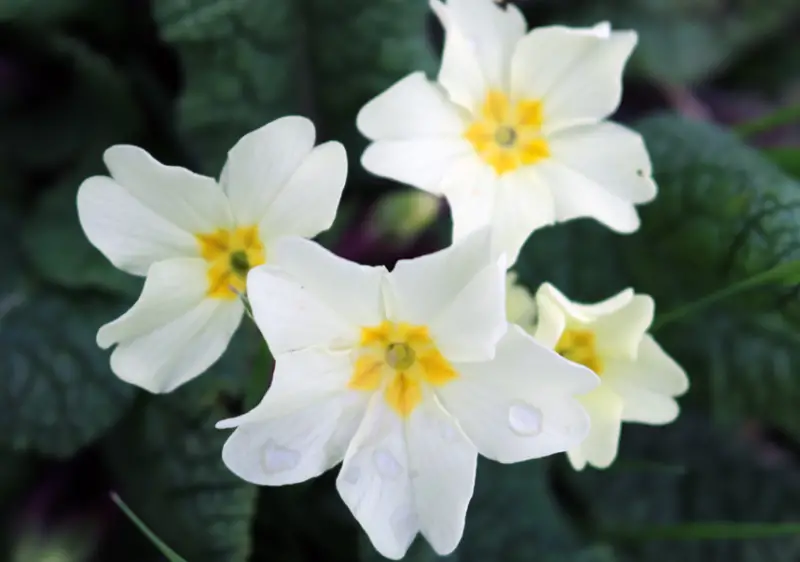 Types of White Flowers