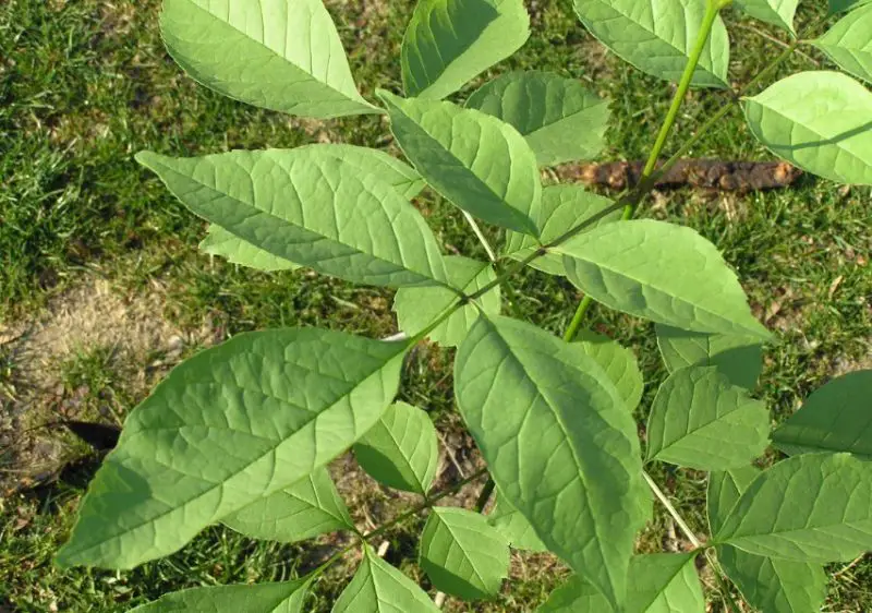 Ash Tree Leaves