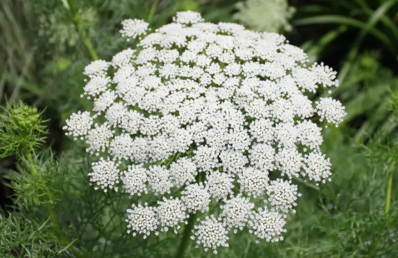 Types of White Flowers