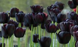 45 Stunning Black Flower Species (Pictures and Names)